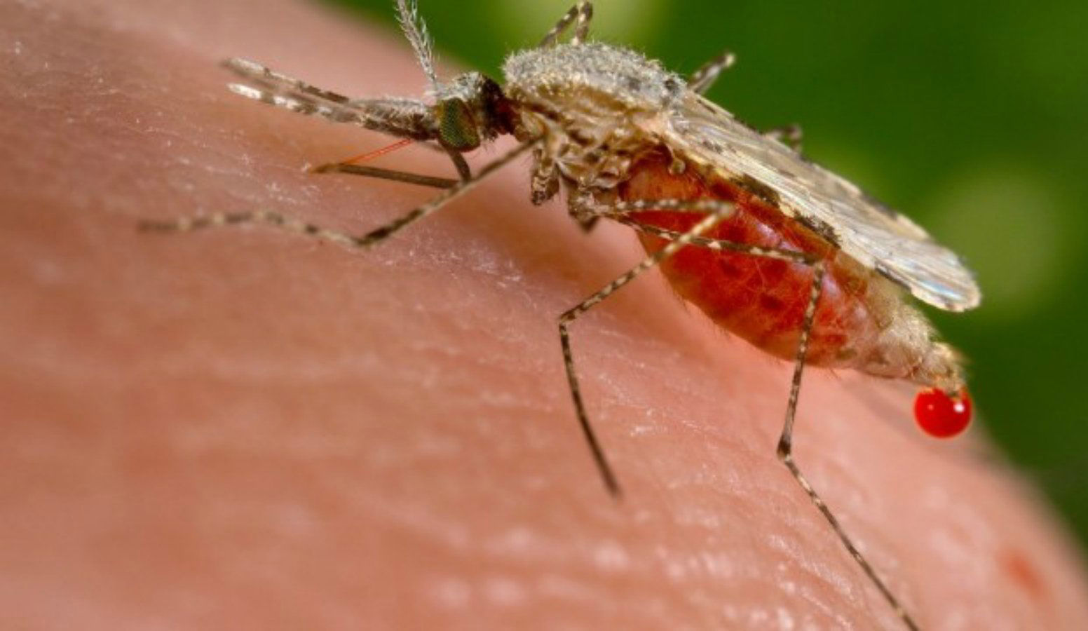 Mosquito